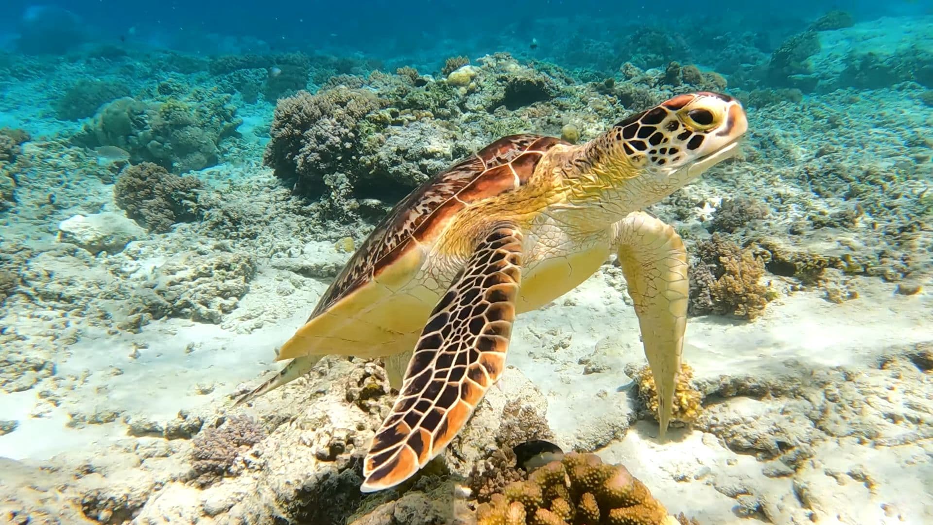 Sea Turtle Conservation Farm Visit