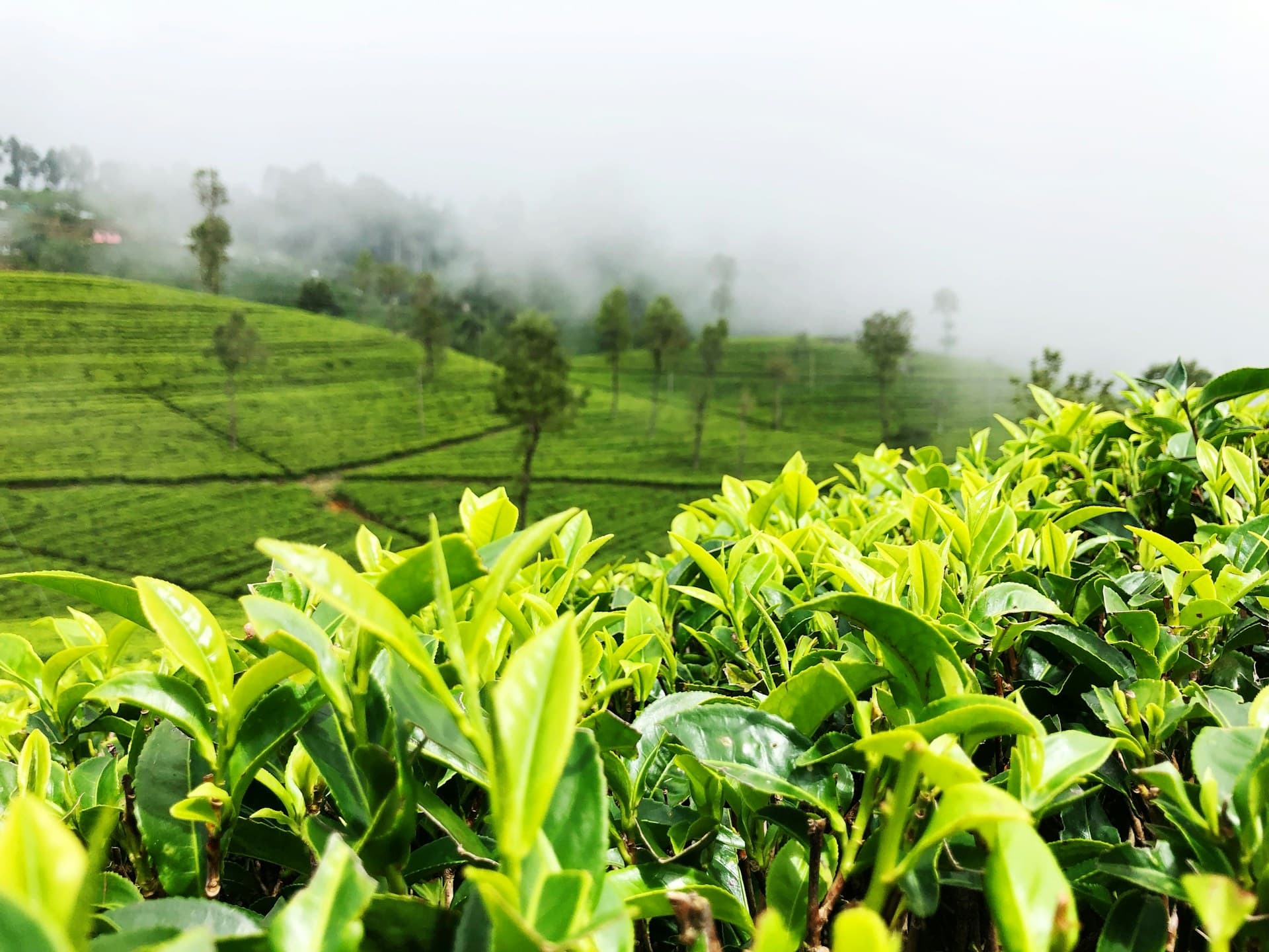Tea Plantation & Tea Plucking Experience