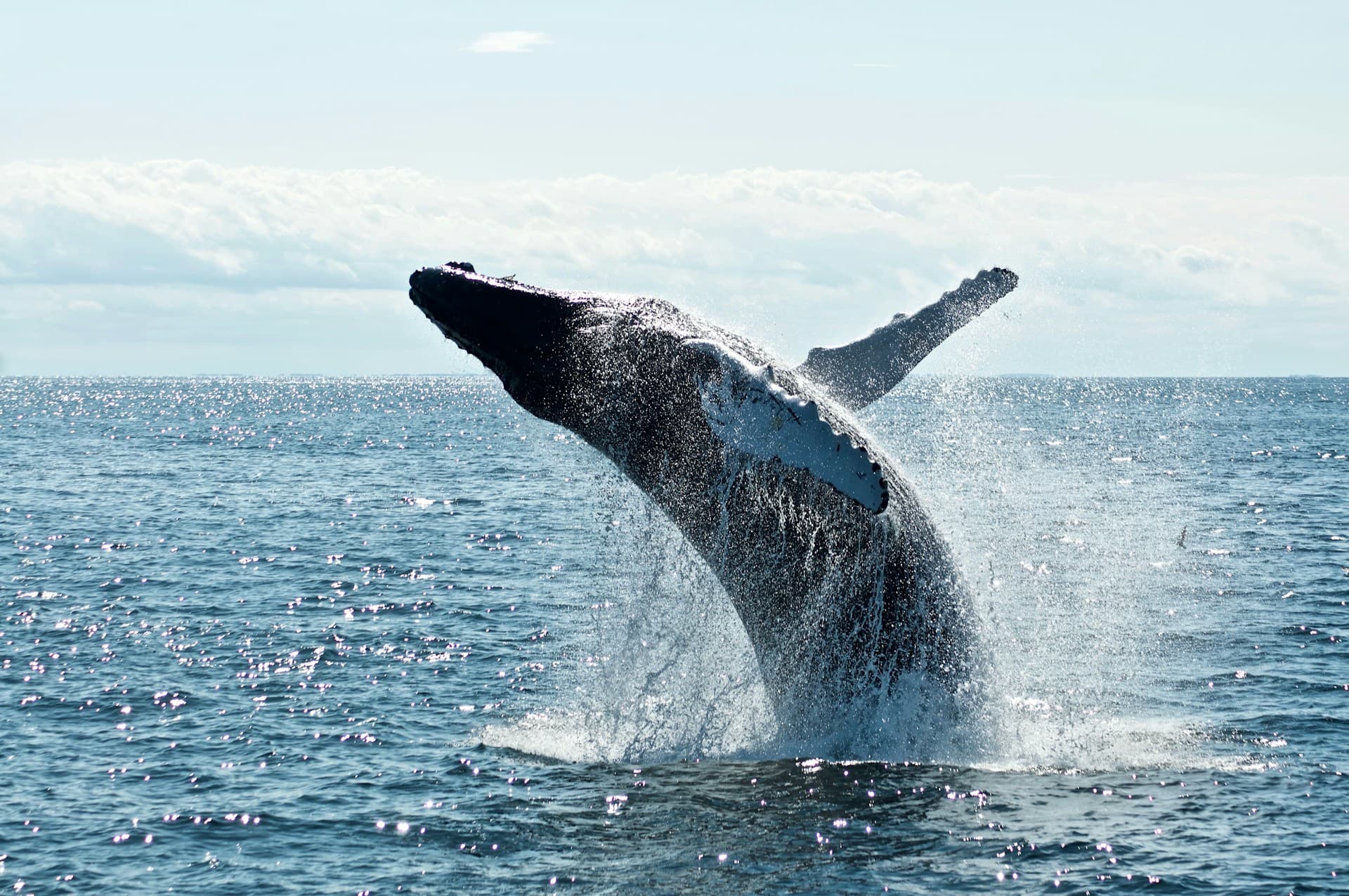 Whale & Dolphin Watching