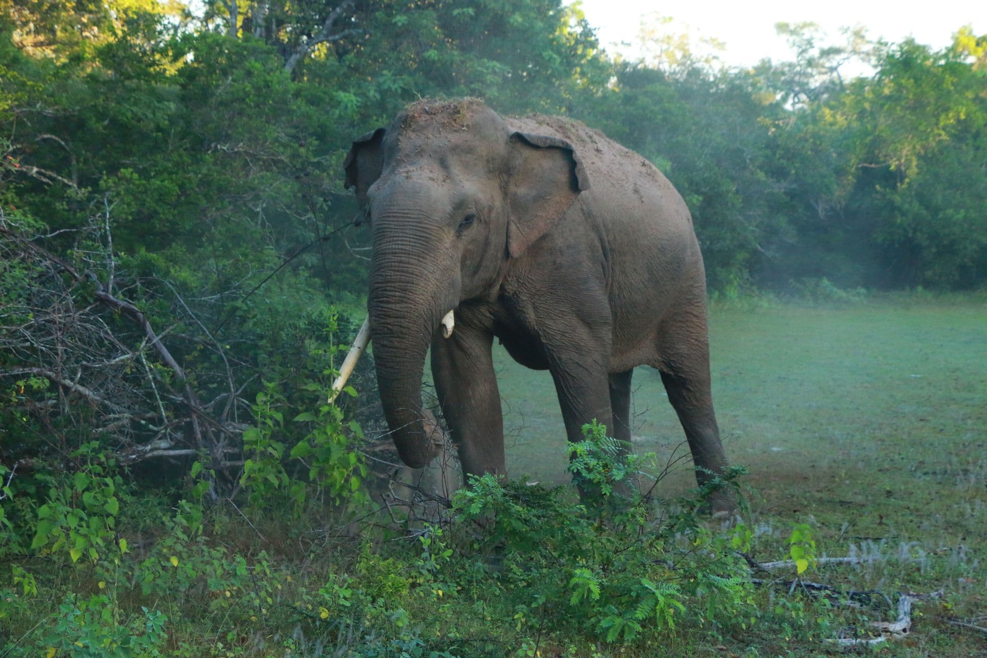 Pinnawala Elephant Experience