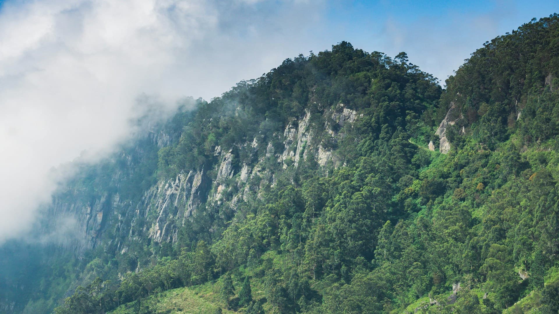 A path through the Sri Lankan forest